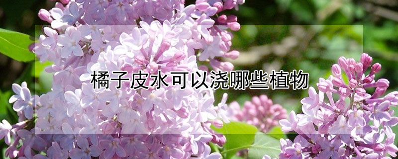 橘子皮水可以浇哪些植物（橘子皮水可以浇哪些植物和花）