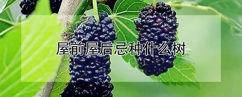 屋前屋后忌种什么树 屋后忌讳种什么树