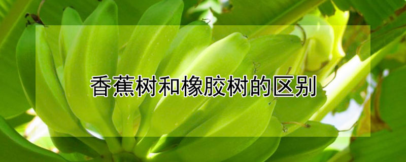 香蕉树和橡胶树的区别 橡胶树和香蕉树是一种树吗