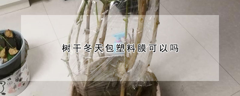 树干冬天包塑料膜可以吗 树干冬季缠塑料膜