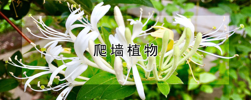 爬墙植物 爬墙植物图片大全