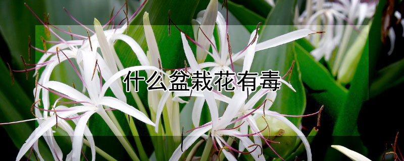 什么盆栽花有毒（什么盆栽花有毒性）