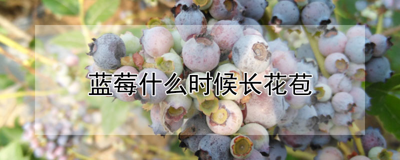 蓝莓什么时候长花苞（蓝莓几月份长花苞）