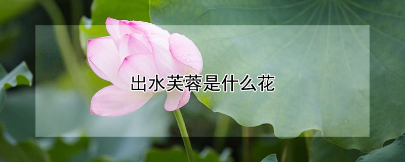 出水芙蓉是什么花（出水芙蓉是什么花的别称）