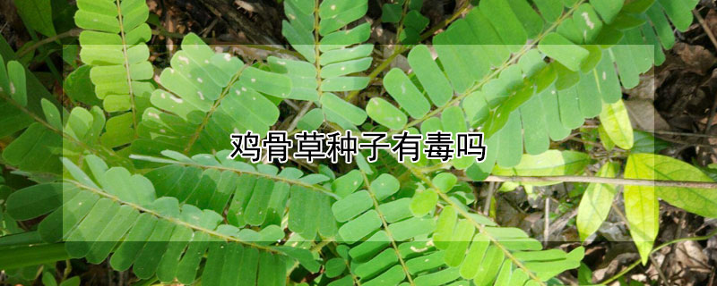 鸡骨草种子有毒吗 鸡骨草种子有什么毒