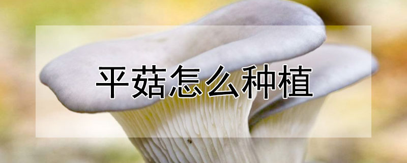 平菇怎么种植 平菇种植