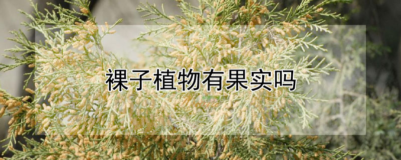 裸子植物有果实吗 裸子植物有果实吗图片