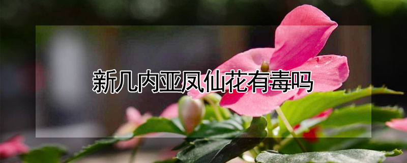 新几内亚凤仙花有毒吗（新几内亚凤仙花有毒吗?）