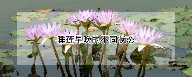 睡莲早晚的不同状态（睡莲早晚的不同状态的变化）