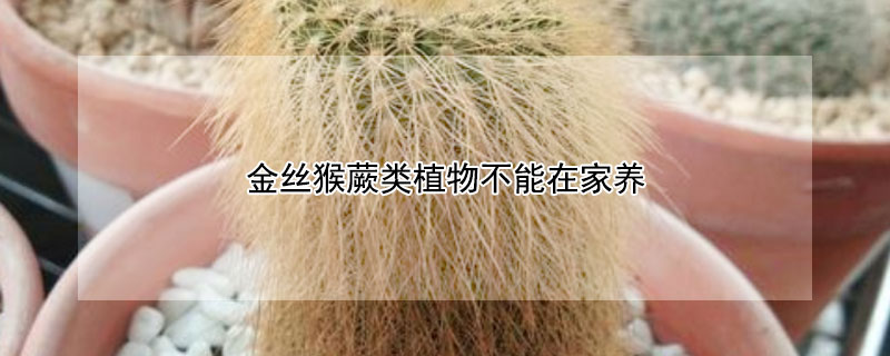 金丝猴蕨类植物不能在家养 金丝猴蕨可以在家养吗