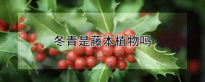 冬青是藤本植物吗（冬青是藤本植物吗图片）