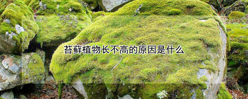 苔藓植物长不高的原因是什么（苔藓植物长不高的主要原因是什么）