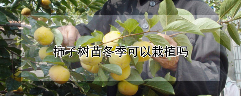 柿子树苗冬季可以栽植吗 柿子树苗冬季可以栽植吗图片