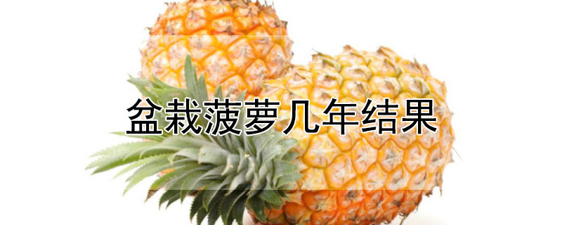 盆栽菠萝几年结果 盆栽菠萝几年结果最好