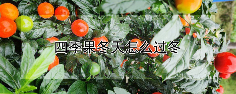 四季果冬天怎么过冬（四季果冬季能种植吗）