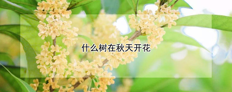 什么树在秋天开花（什么树在秋天开花呢）