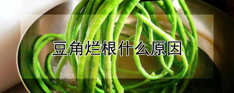 豆角烂根什么原因 豆角烂根最好的处理方法