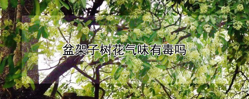 盆架子树花气味有毒吗 盆架子的花有毒吗