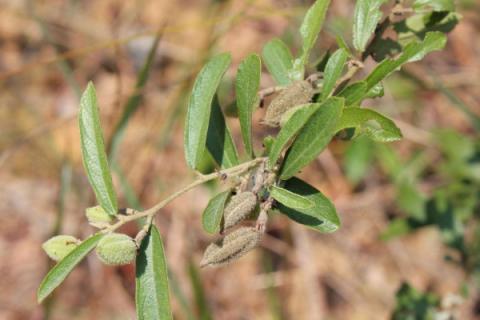 无根藤与菟丝子的区别