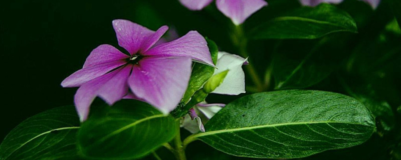 长春花与金达莱的区别（长春花和金达莱的区别）