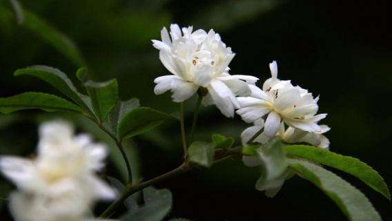 木香花和蔷薇怎么分辨