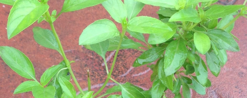 金不换和荆芥一样吗（金不换是不是荆芥）