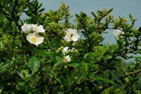 七里香花和海桐花区别