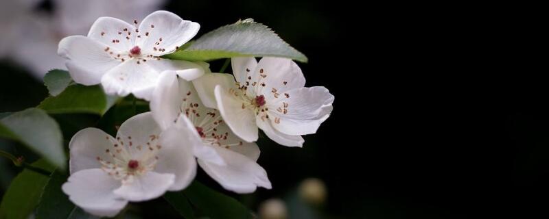 木香花的缺点（木香花的缺点是什么）