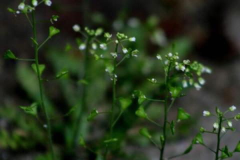 荠菜开什么颜色的花