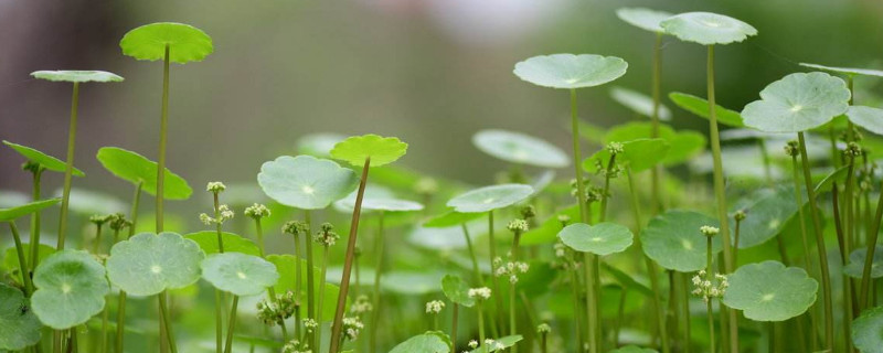 香菇草有毒吗 香菇草有毒吗图片