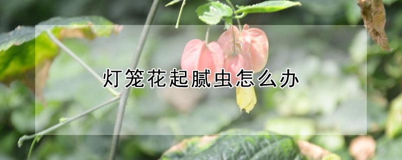 灯笼花起腻虫怎么办 灯笼花起腻虫怎么是什么原因