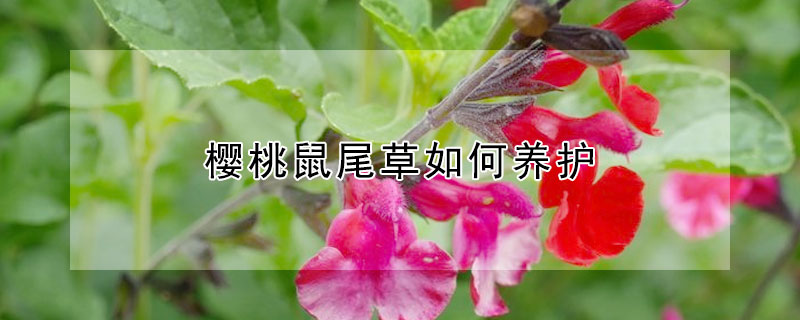 樱桃鼠尾草如何养护（樱桃鼠尾草的功效与作用）