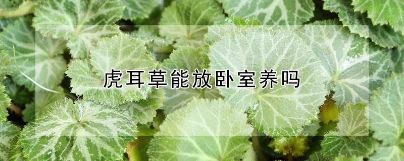 虎耳草能放卧室养吗（虎耳草可以养在室内吗）