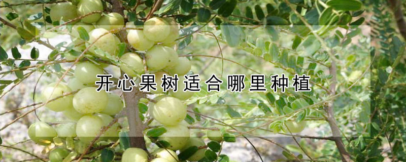 开心果树适合哪里种植（开心果树适合哪里种植农村种什么水果最好）