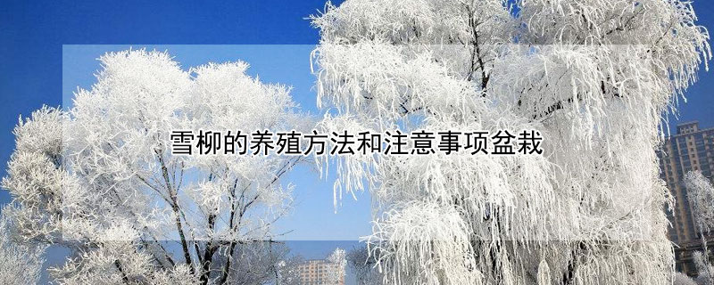 雪柳的养殖方法和注意事项盆栽（水培雪柳的养殖方法和注意事项）