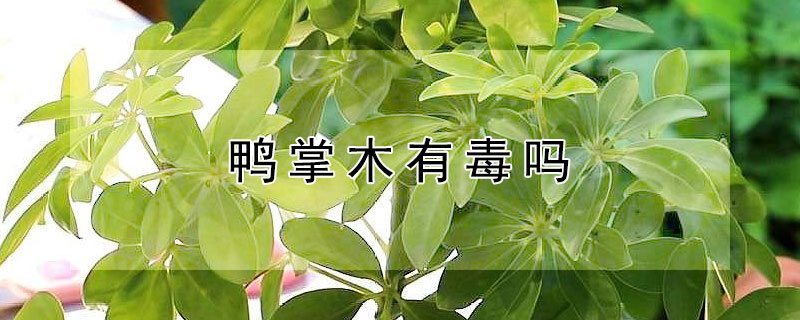 鸭掌木有毒吗 鸭掌木有毒吗?