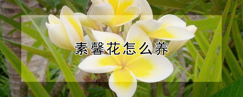 素馨花怎么养 素馨花怎么养开花