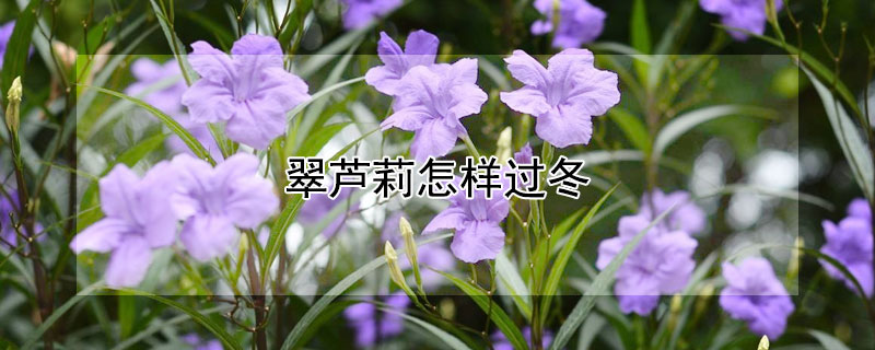 翠芦莉怎样过冬 翠芦莉冬季需要修剪吗