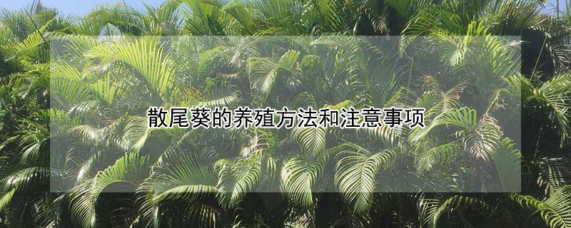 散尾葵的养殖方法和注意事项 散尾葵的养殖方法和注意事项图片