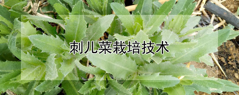 刺儿菜栽培技术（刺儿菜栽培技术与管理）