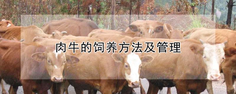 肉牛的饲养方法及管理 肉牛的饲养方法及管理原则