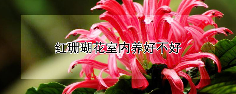 红珊瑚花室内养好不好 盆栽红珊瑚花卉