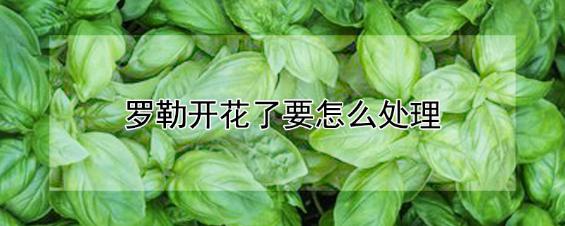 罗勒开花了要怎么处理 罗勒开花了还能吃吗