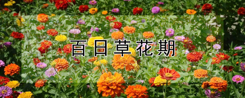 百日草花期 百日草花期在几月份