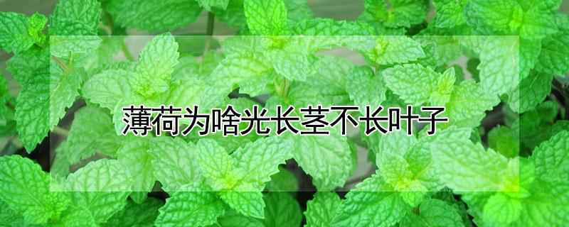 薄荷为啥光长茎不长叶子（薄荷光长个不长叶子）