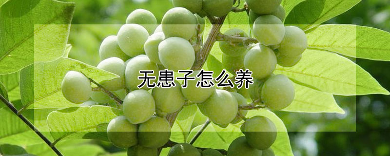 无患子怎么养 无患子树怎么养