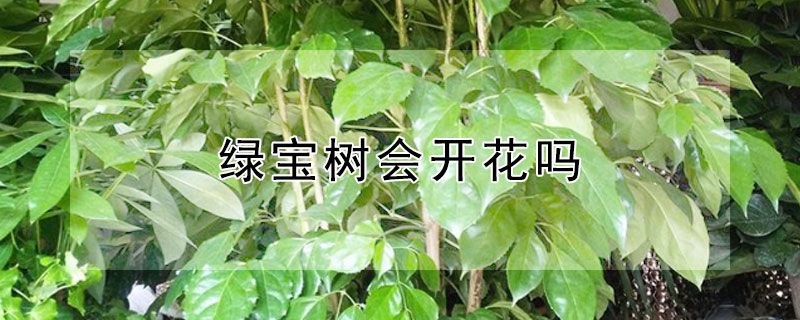 绿宝树会开花吗（绿宝树会开花吗）