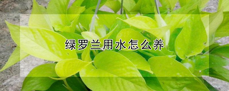 绿罗兰用水怎么养 绿罗兰用水怎么养才能养好