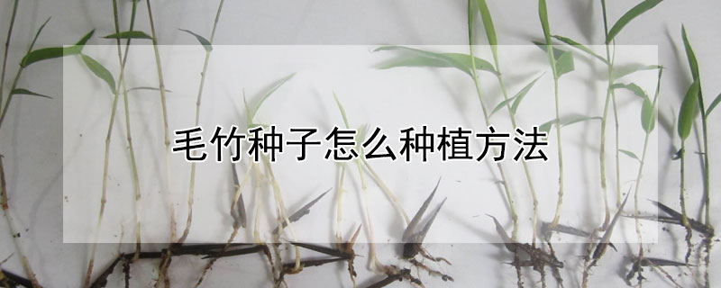 毛竹种子怎么种植方法 网上买的竹子种子能种活吗