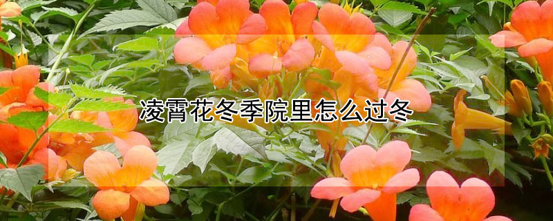 凌霄花冬季院里怎么过冬 凌霄花怎么过冬天